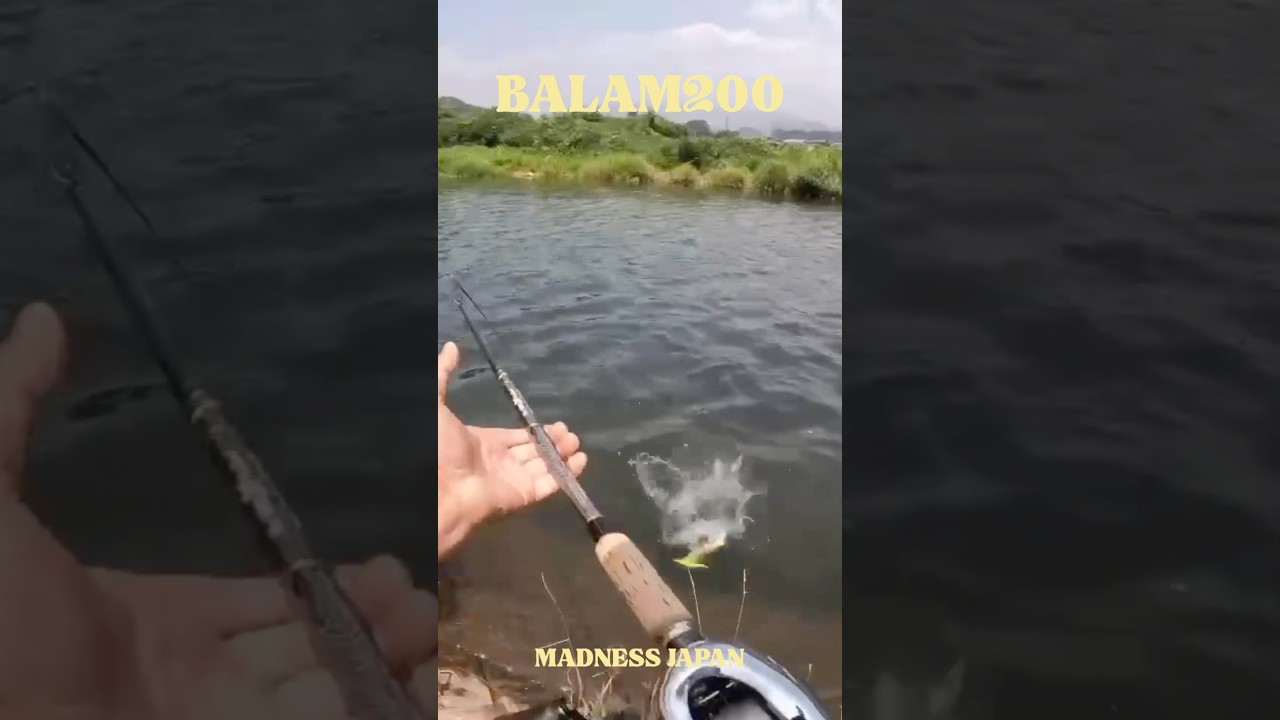 BALAM200絶好調第1弾 #バス釣り #blackbass #バラム200 #balam200