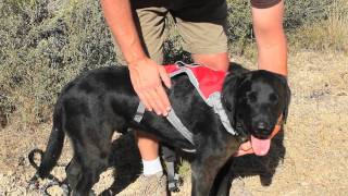 How To Fit The Omnijore Joring System: A Ruffwear Quick Start Video