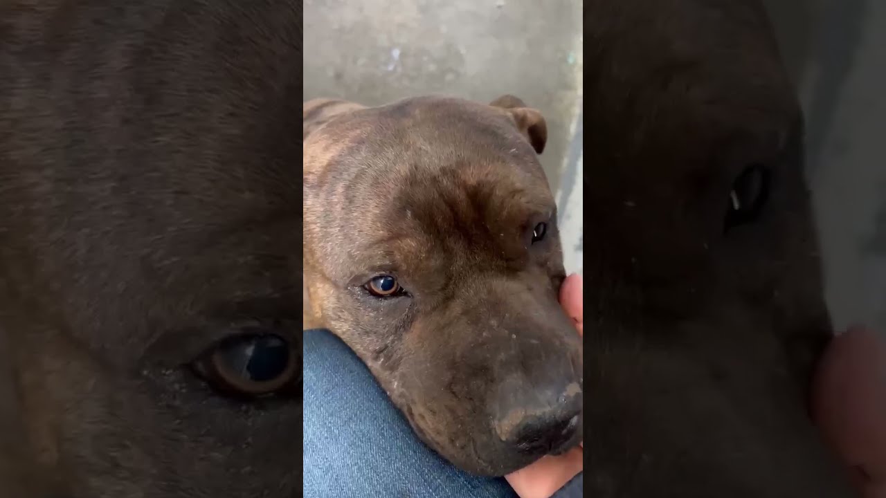 50 Pups Trapped In A Living Nightmare Chained Many Starving One Even Doused Acid STORY BELOW 