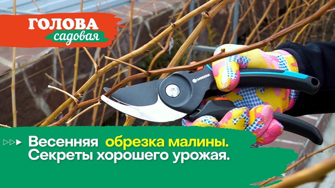 Голова садовая - Весенняя обрезка малины. Секреты хорошего урожая.