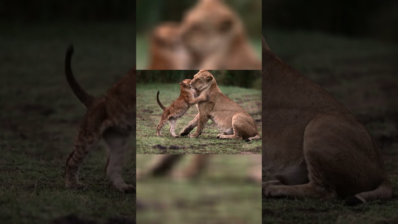Lions and their Social Behavior in Groups.
