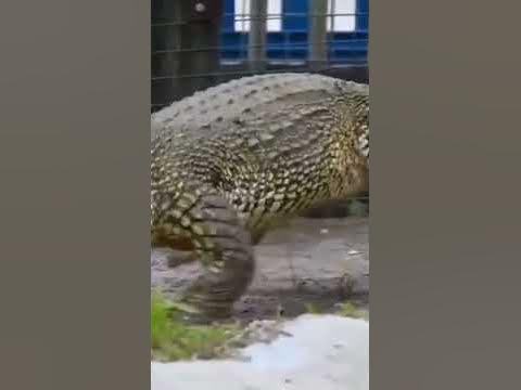 how fast can crocodiles run? - YouTube