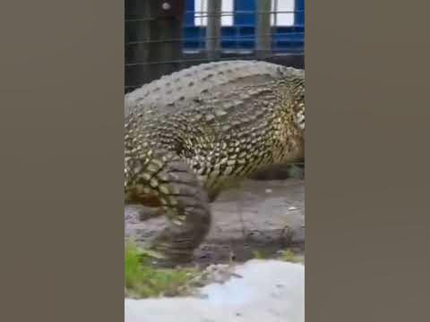 how fast can crocodiles run? - YouTube