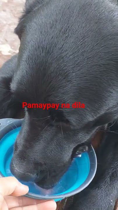 pamaypay na dila #labrador #dog #shorts #short #dogshorts #cute
