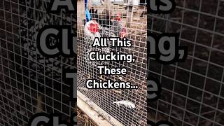 Clucking Around Should Get Results 🐓 #humor #aprilfools #chicken #viral