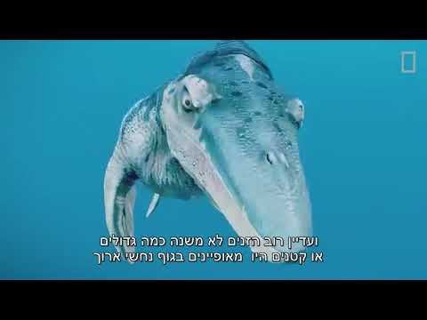 וִידֵאוֹ: פסיפס בפנים של חמאם טורקי