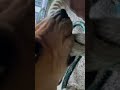 DOG CLIP #88