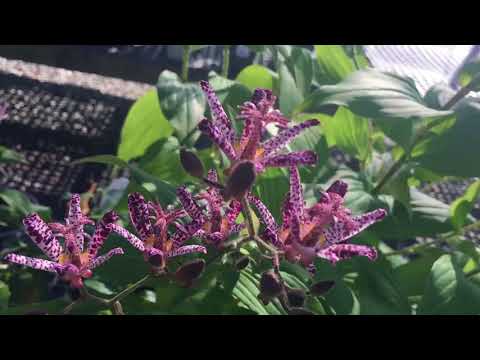 Video: Toad Lily Growing - Paddeleliebloemen planten in de tuin