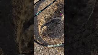 Download Lagu Light Shore Jigging Mustad Rod and KastKing Zephyr catching Fall Flounder near bridges #fishing MP3
