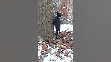 Новосибирск.Дятел.Брачный период;)