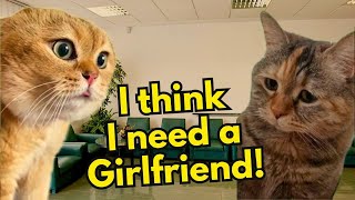 When a Cat needs help to get a girlfriend...  (cat memes)