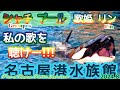 【水族館】歌の練習中のリン@名古屋港水族館(Port of Nagoya Public Aquarium)シャチプール(2024年8月)