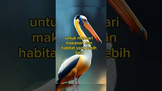 3fakta menarik burung bangau #faktahewan#ai #artificialintelligence #fakta #faktaunik #faktamenarik