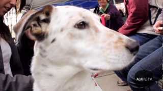 UC Davis Therapy Fluffies De-Stress Event