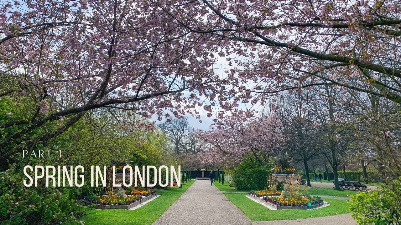 Cherry Blossoms at Regent's Park, Spring Part 1 Ross Journals YouTube