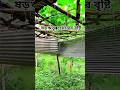 🌿ষড়ঋতু হেমন্তের বৃষ্টি 🌧️🌿#shrots#foryou#shortvideo#gramin_breaking_news #Grameen#youtubeshorts#