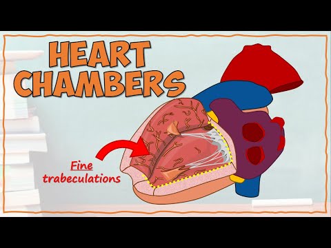 Video: Camerele inimii sunt căptușite cu endomisiu?