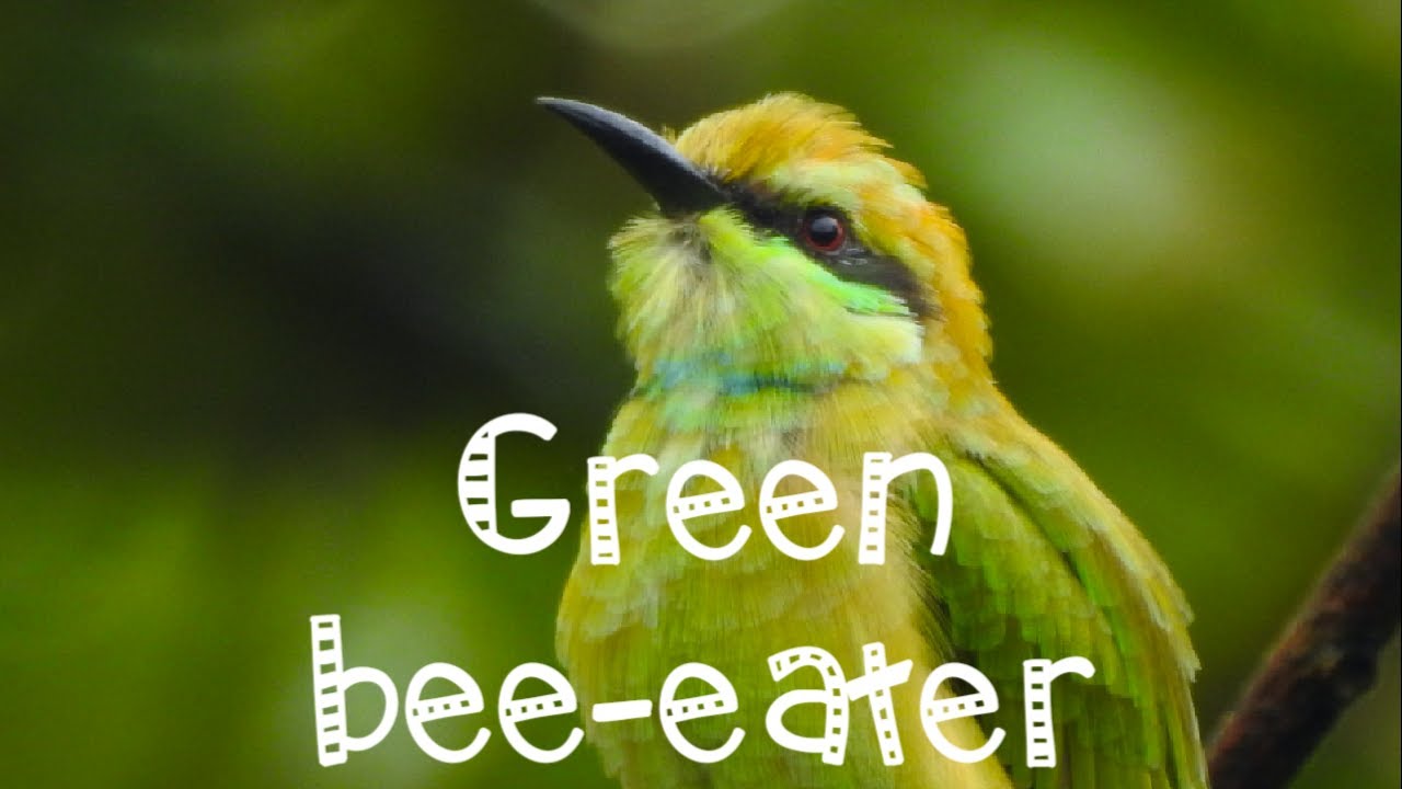 Green bee-eater 