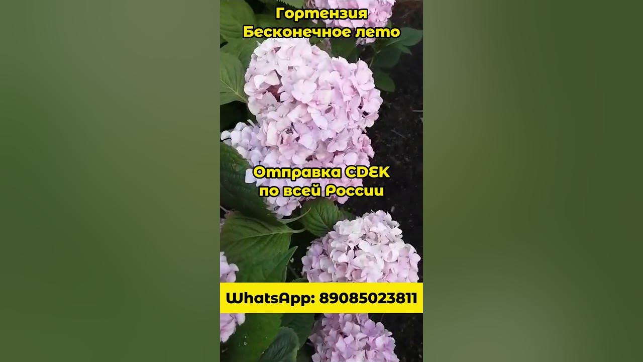 Очень красивые гортензии "Бесконечное лето" - YouTube