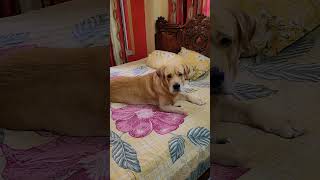 Coco Mera Pyara Baccha