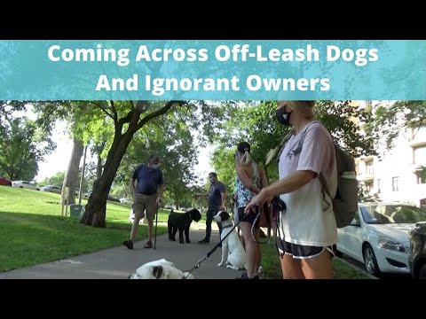 Off-Leash Dog Etiquette 101: Coming Across Off-Leash Dogs With Ignorant Owners, Speak Up