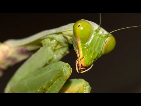 Vídeo: Que animais comem camarão?