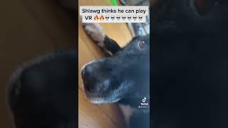 Dog Wanted To Play Vr