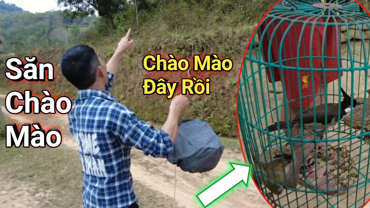 Săn Chào Mào Gặp Chú Chim Đẹp Nhất Từ Trước Tới Giờ/ Đức Quyển Tv