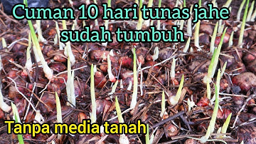 Cara menumbuhkan tunas jahe tanpa media tanah cepat dan mudah hanya 10 hari