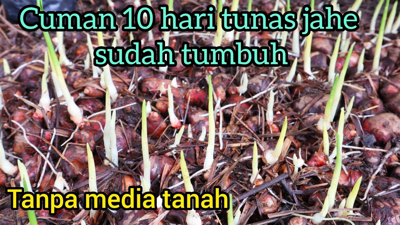 Cara menumbuhkan tunas jahe tanpa media tanah cepat dan mudah hanya 10 hari