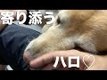 ハロのことを話します