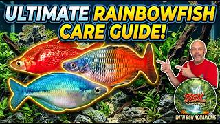 What You Need To Know About Rainbow Fish Keeping