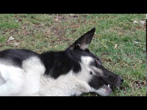 ნინოწმინდა, ბავშვთა სახლის ეზოს ძაღლი / Dog in Ninotsminda, Georgia