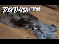 アオリイカのさばき方！鮮度の見分け方から薄皮の剥き方・食べ方まで