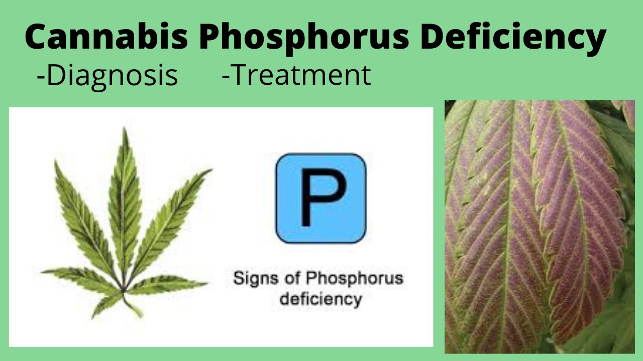 Correcting Phosphorus Deficiency in Cannabis Seedling 