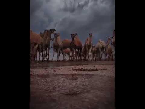 اقفيت من عزتي واقبلت من شوقي