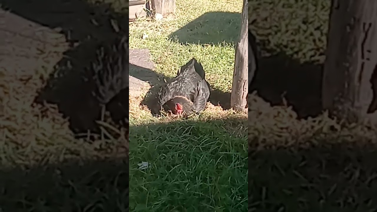 Chicken bath?