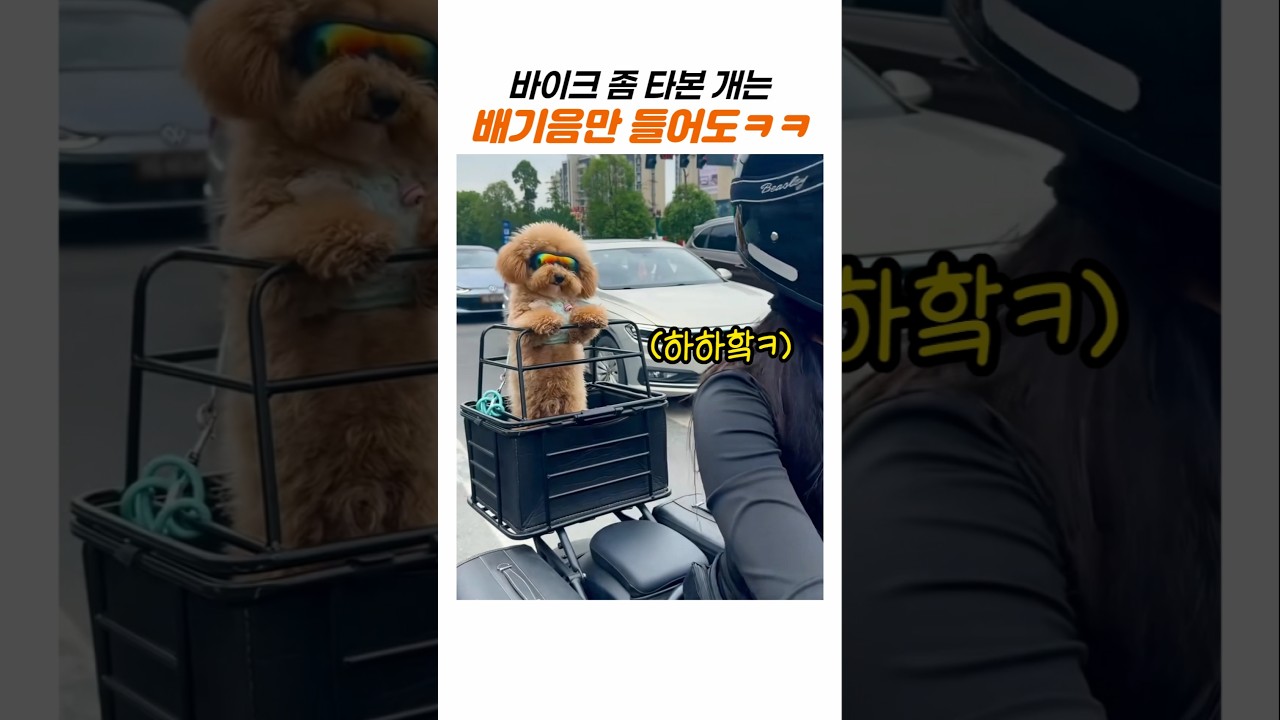 오토바이 배기음(?) 들은 댕댕이의 재빠른 행동