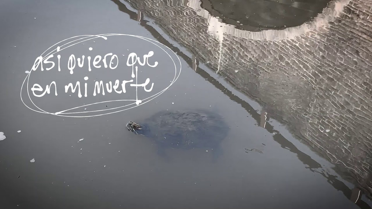 YouTube player