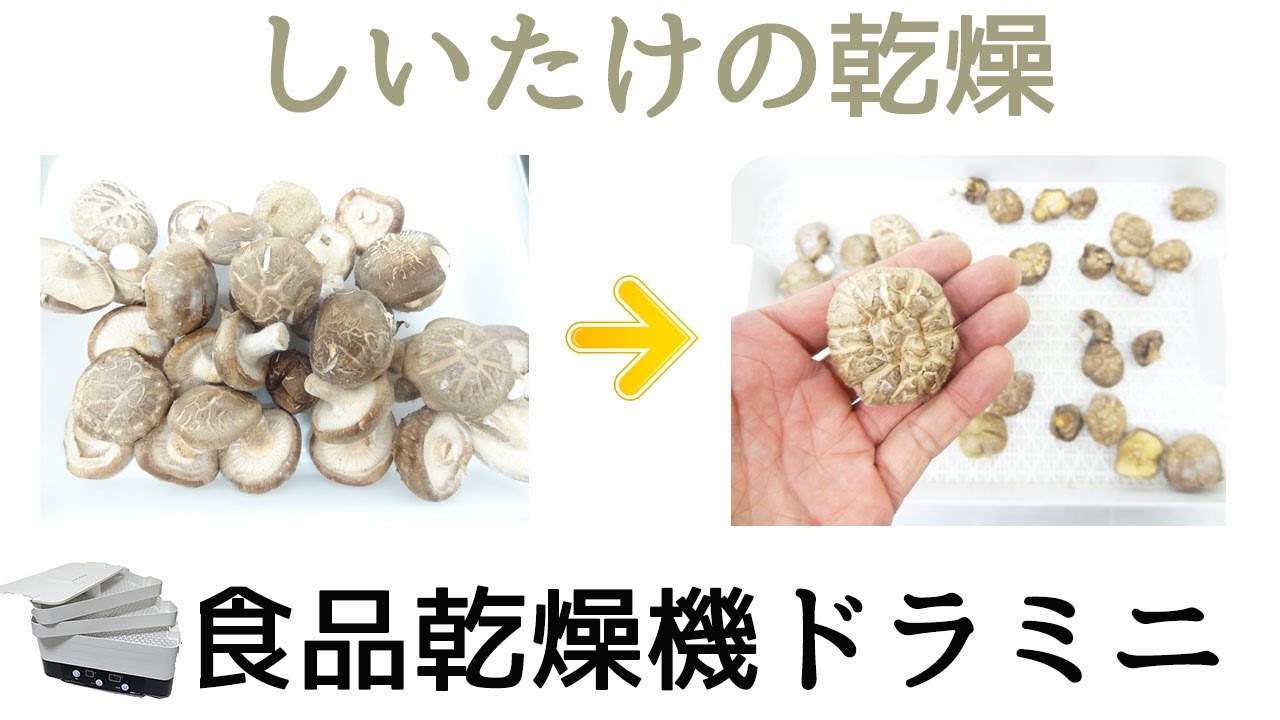 干し椎茸作り］家庭用フードドライヤー（ドラミニ） - YouTube