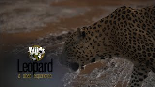 Indian Leopard The New King Of The Forest