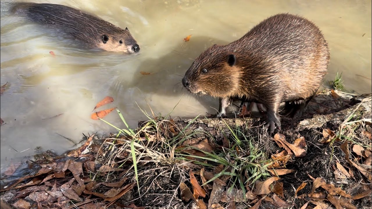 A beautiful pond play day 