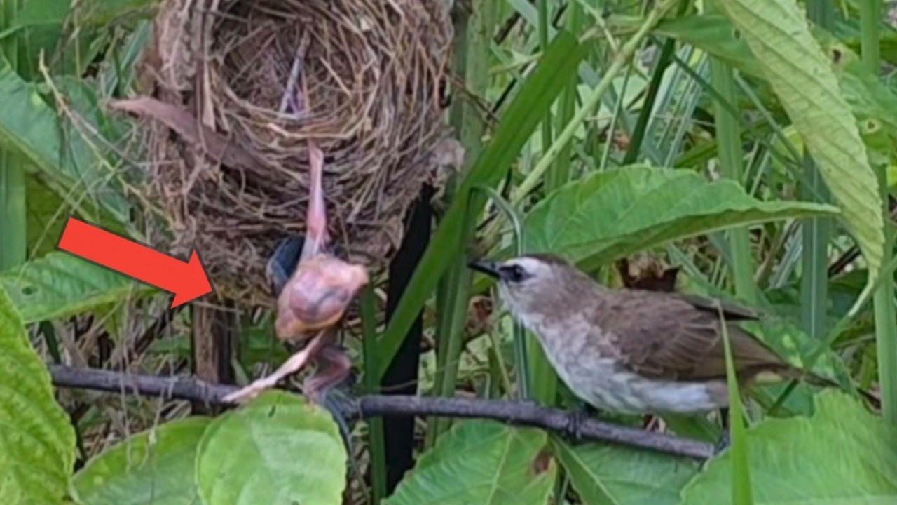 The mother bird tried to help her fallen child