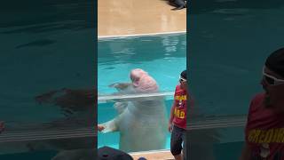 Splashing Walrus At Seaworld