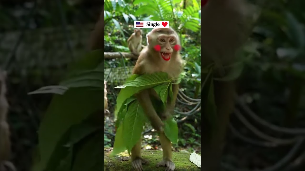 Funniest Monkey Moment Ever! 🇺🇸🇬🇧 
