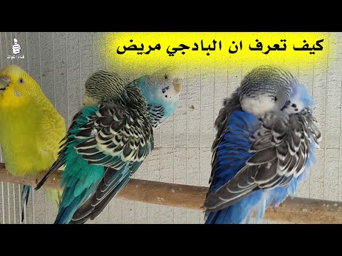 فيديو: لماذا الكلاب البيضاء المغلفة للصم؟