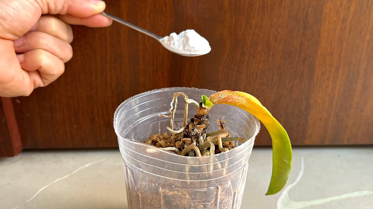 Всего одна ложка! Орхидея мгновенно оживет и начнет процветать.