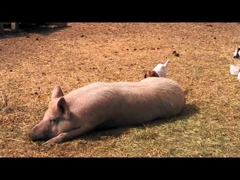 Baby goat plays with huge pig
