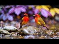 🔴 LIVE 24/7: Soft Healing Piano &amp; Nature 🌿 Calm Music for Mindfulness &amp; Sleep