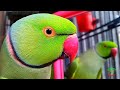 Parrot talking and dancing